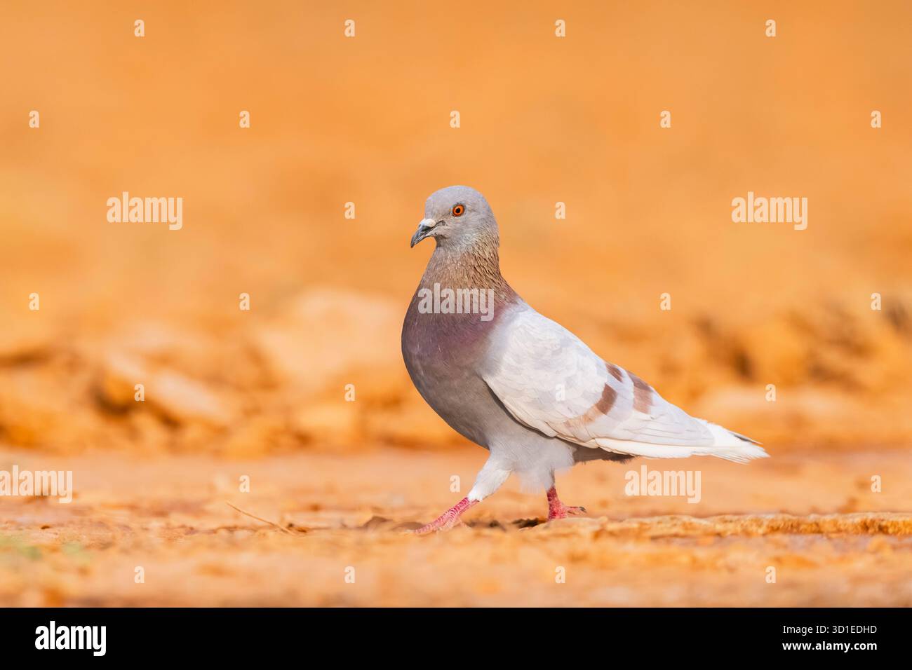 Pigeon domestique, pigeon sauvage (Columba Livia F. domestica), marchant sur le sol, Espagne, Aragon, Belchite Banque D'Images