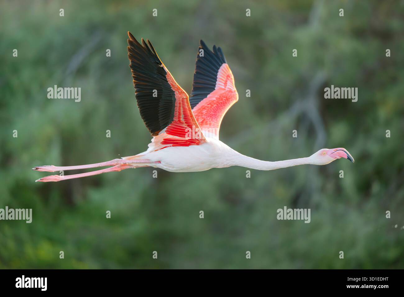 Grand flamant rose (Phoenicopterus roseus, Phoenicopterus ruber roseus), en vol, France, Provence, parc naturel régional de Camargue Banque D'Images