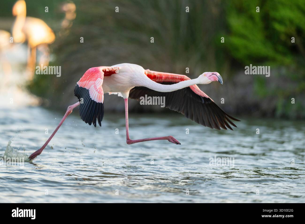 Grand flamant rose (Phoenicopterus roseus, Phoenicopterus ruber roseus), décollant de l'eau, France, Provence, Parc naturel régional de Camargue Banque D'Images