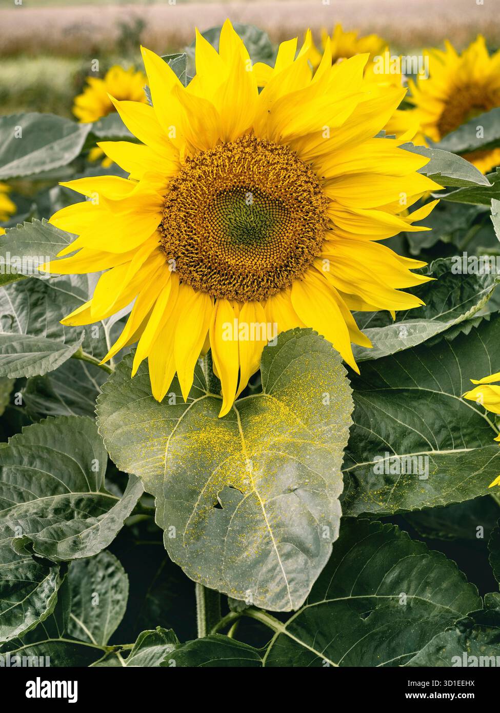 Tournesol commun (Helianthus annuus), tournesol fleuri avec pollen tombé sur une feuille, Allemagne Banque D'Images