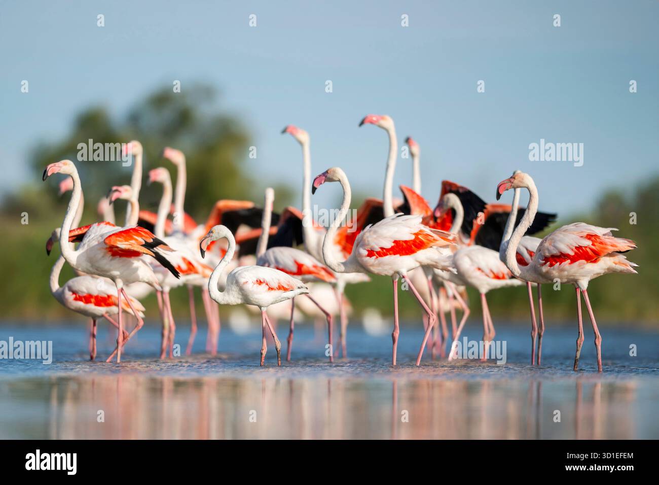 Grand flamant rose (Phoenicopterus roseus, Phoenicopterus ruber roseus), pataugeage en groupe dans les eaux peu profondes, France, Provence, Parc naturel régional de Banque D'Images