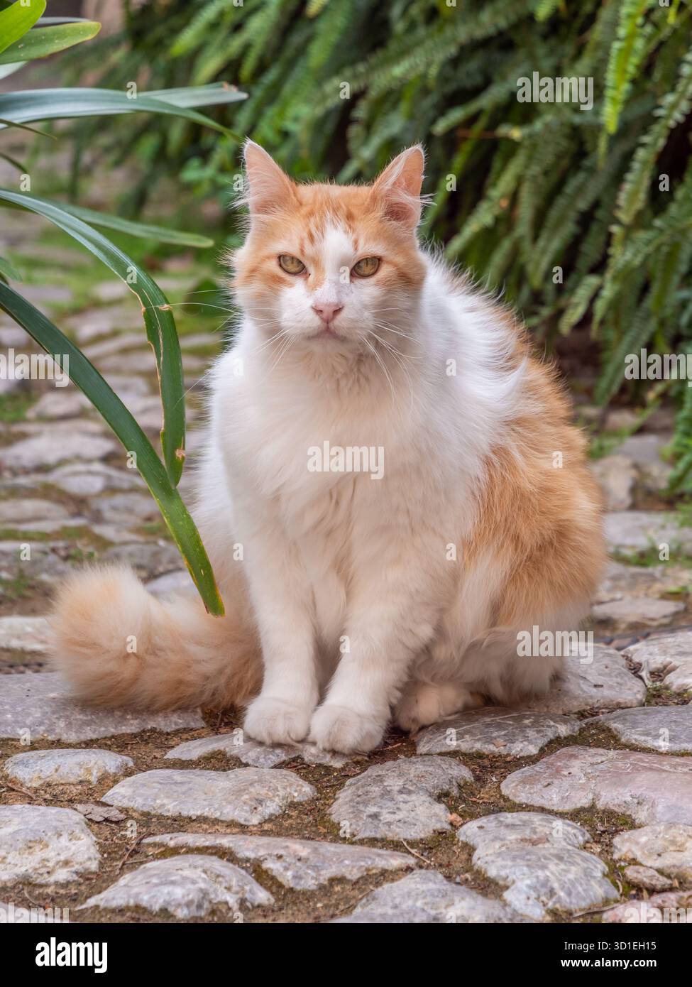Un chat mallorque espagnol orange et blanc moelleux est assis sur un chemin pavé, entouré d'une végétation luxuriante Banque D'Images