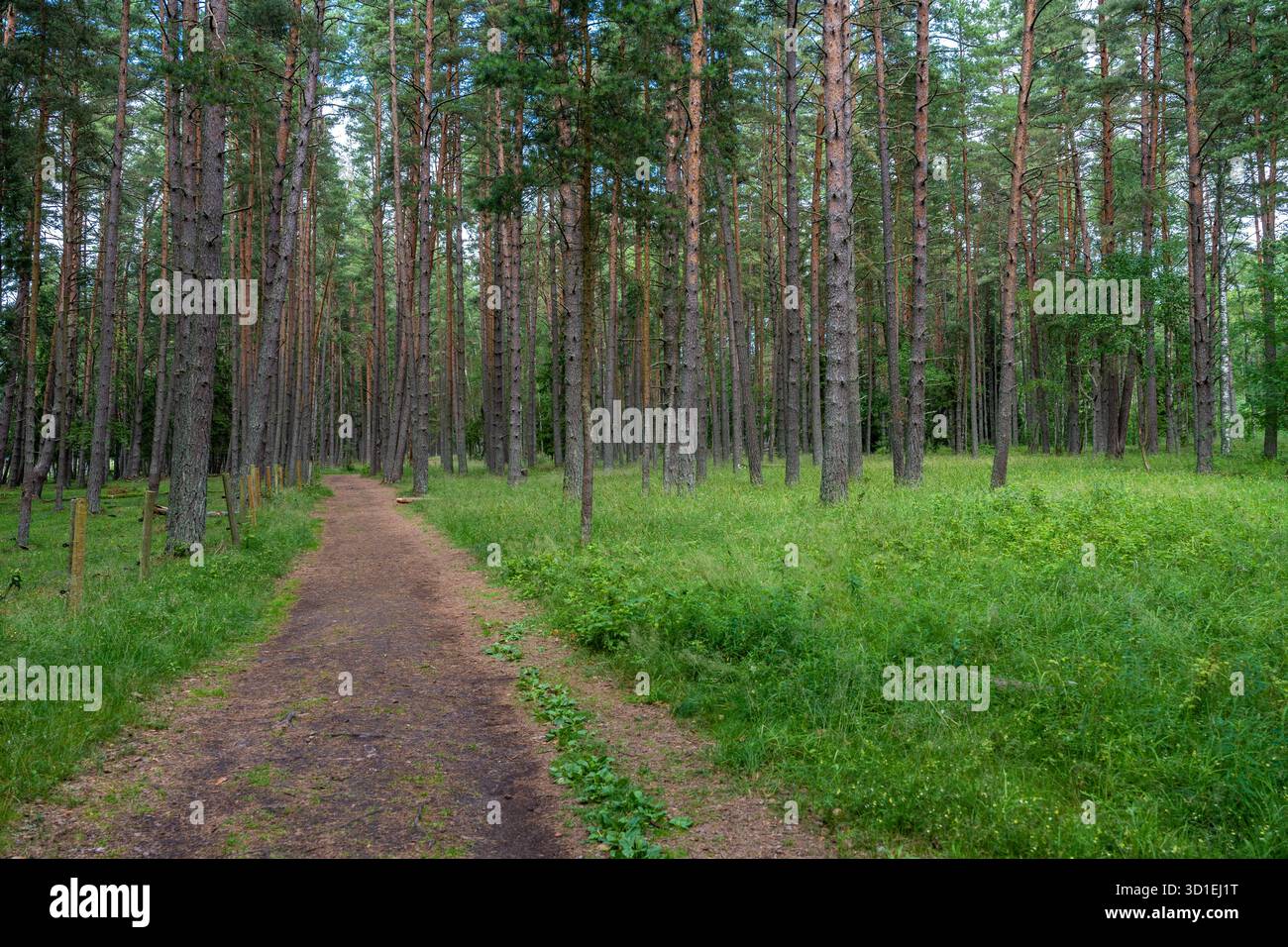 Sentier forestier paisible entouré de grands pins et d'herbe verte luxuriante un jour d'été Banque D'Images