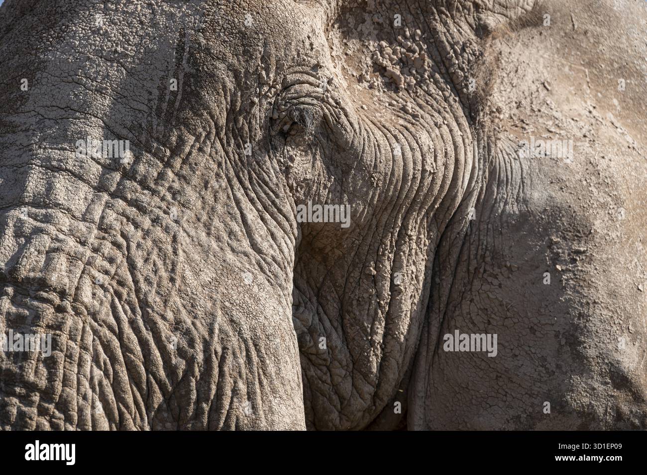 Éléphant d'Afrique (Loxodonta africana) détail avec oeil, portrait d'animal, le célèbre éléphant super défusker Craig, vieux mâle aux longues défenses, Kajiado Coun Banque D'Images