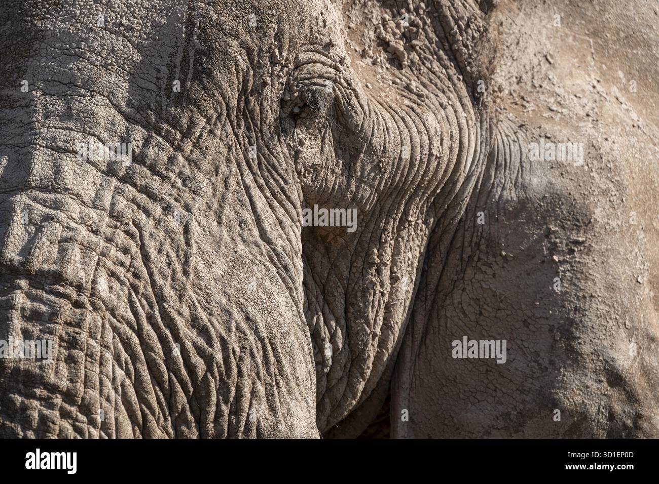 Éléphant d'Afrique (Loxodonta africana) détail avec oeil, portrait d'animal, le célèbre éléphant super défusker Craig, vieux mâle aux longues défenses, Kajiado Coun Banque D'Images