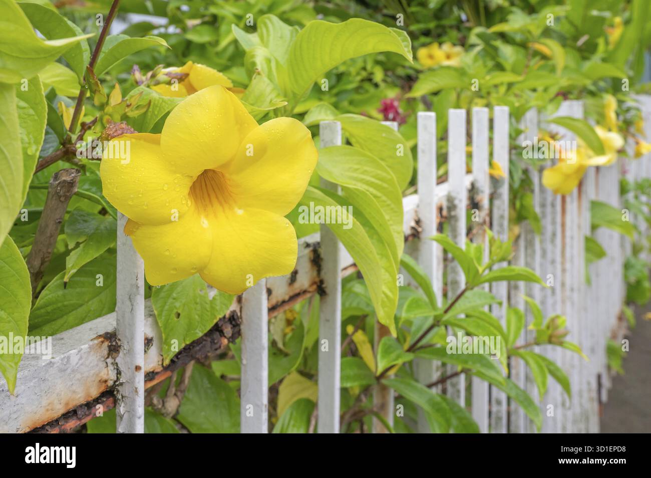 Une grande fleur jaune vif de l'Allamanda cathartica ou trompette dorée pousse devant une clôture de piquet blanc rouillé dans une vue rapprochée, entre-deux, Banque D'Images