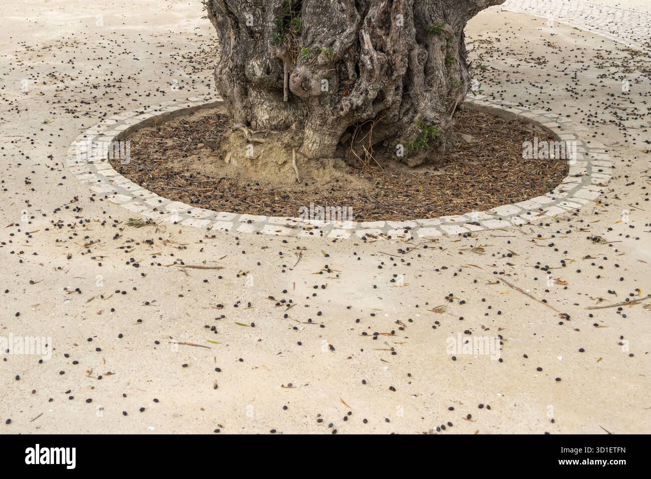 Ancien tronc d'olivier avec des olives sombres tombées dispersées sur le sol desséché Banque D'Images