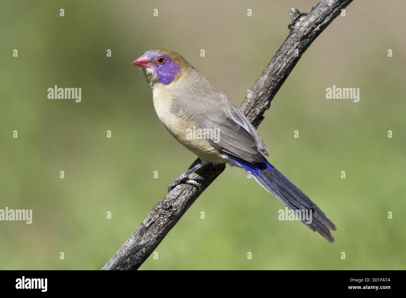 Granatastrild (Uraeginthus granatin) famille des piments, femelle, ferme Ondekaremba, Namibie Banque D'Images
