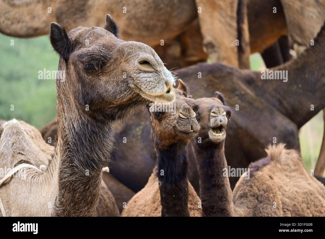Pushkar, Rajasthan, Inde. 27 octobre 2025. Foire annuelle de chameau à Pushkar, montre des milliers de commerçants de bétail de toute la région se rassemblant à la foire traditionnelle de chameau, où des animaux - principalement des chameaux - sont achetés et vendus. L'événement annuel est l'une des plus grandes foires de chameaux et de bétail au monde. (Crédit image : © Shaukat Ahmed/Pacific Press via ZUMA Press Wire) USAGE ÉDITORIAL SEULEMENT ! Non destiné à UN USAGE commercial ! Banque D'Images