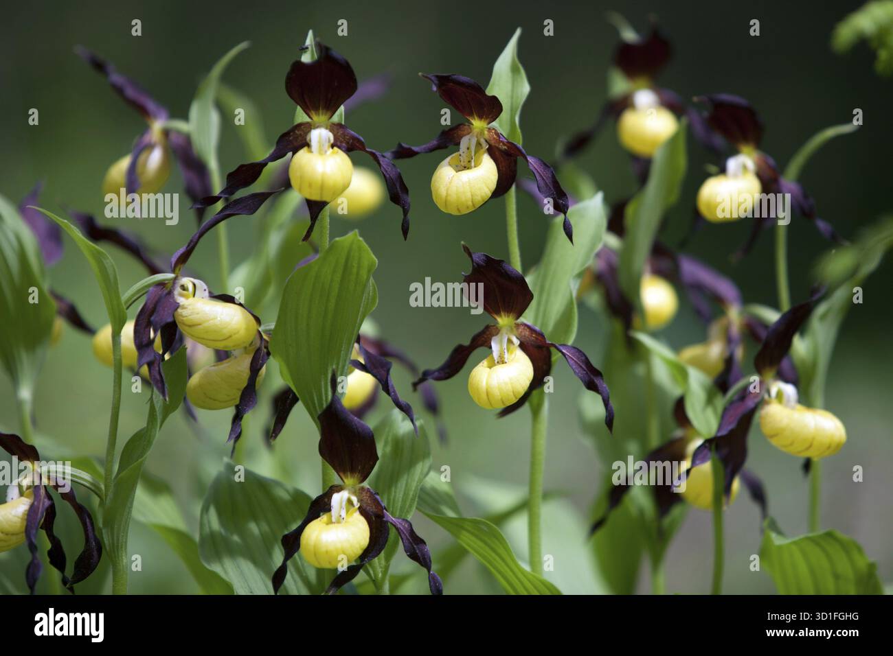 Pantoufle jaune de dame, orchidées, fleur, plante, plante Banque D'Images