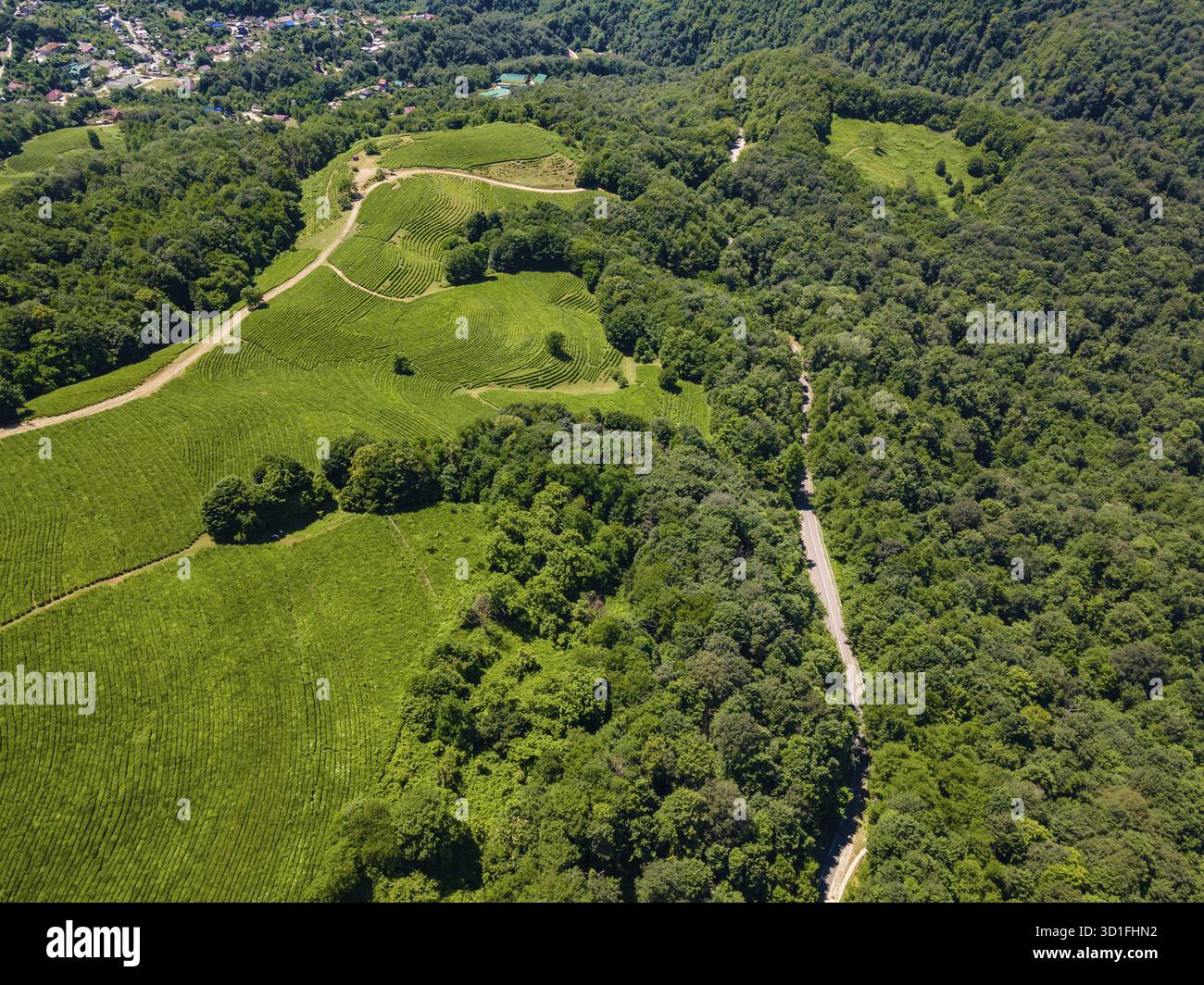 Cascades vertes de plantations de thé dans les montagnes Banque D'Images
