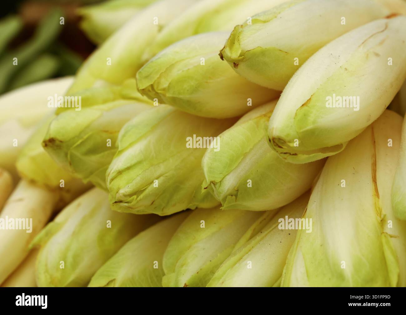 Gros plan endive vert blanc frais, chicorée salat (Cichorium endivia) à l'exposition au détail du marché fermier, vue à grand angle Banque D'Images