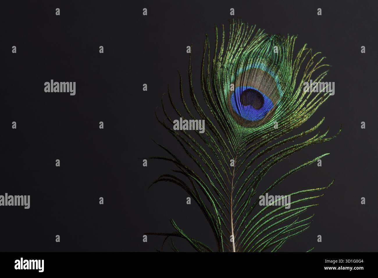 Gros plan d'une plume de paon colorée sur un fond noir Banque D'Images