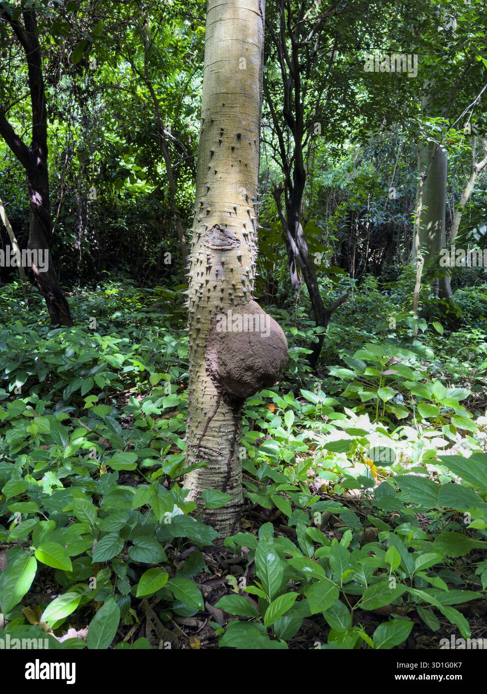 Termites attaché au tronc d'arbre se distingue dans la forêt verte vibrante pleine de plantes et d'arbres imposants. Banque D'Images