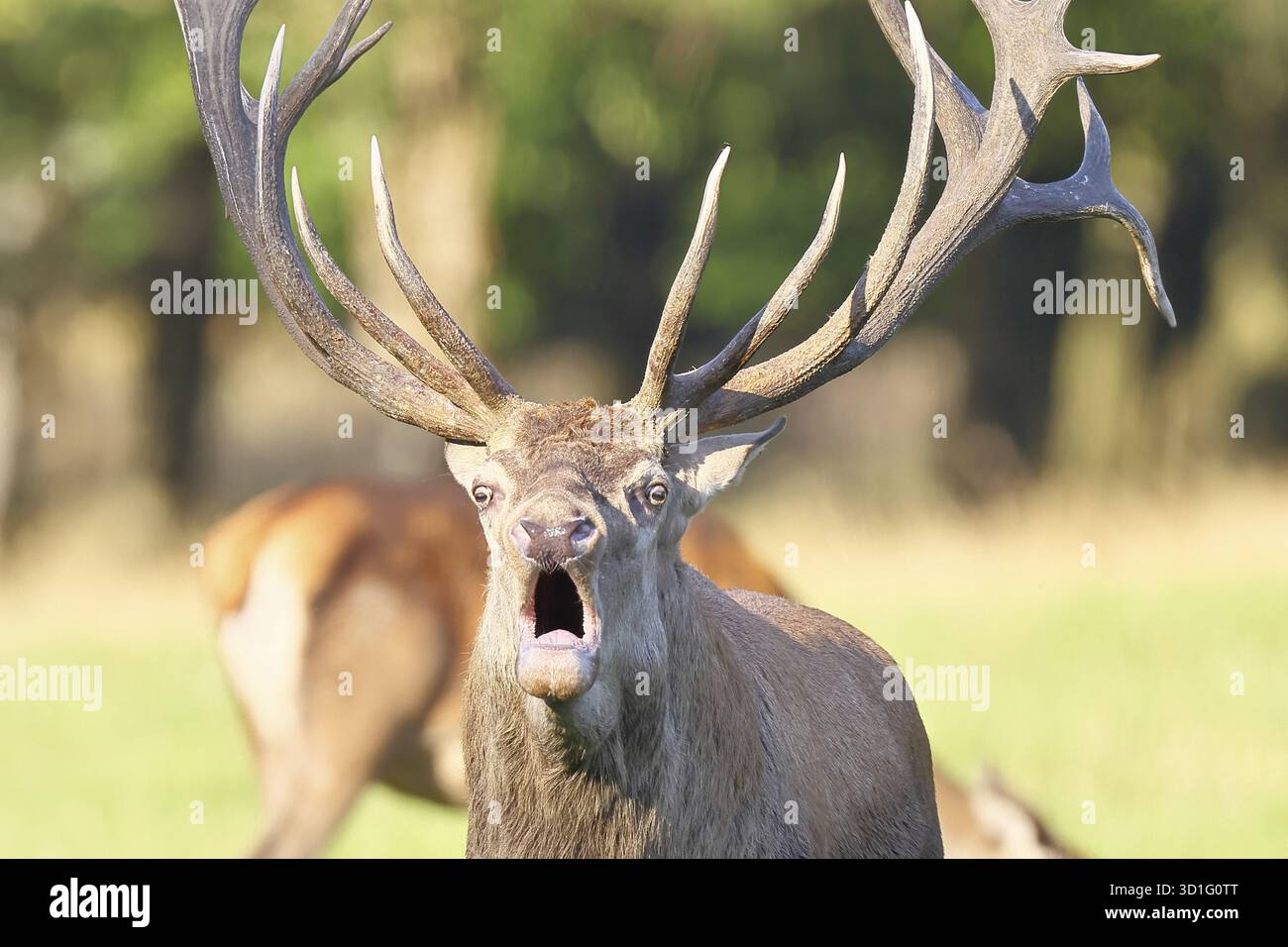 Cerf roux (Cervus elaphus) pendant la saison des ornières, cerf capital rugissant dans une clairière forestière, portrait d'animaux, faune, automne, Sauerland, Rhénanie du Nord- Banque D'Images