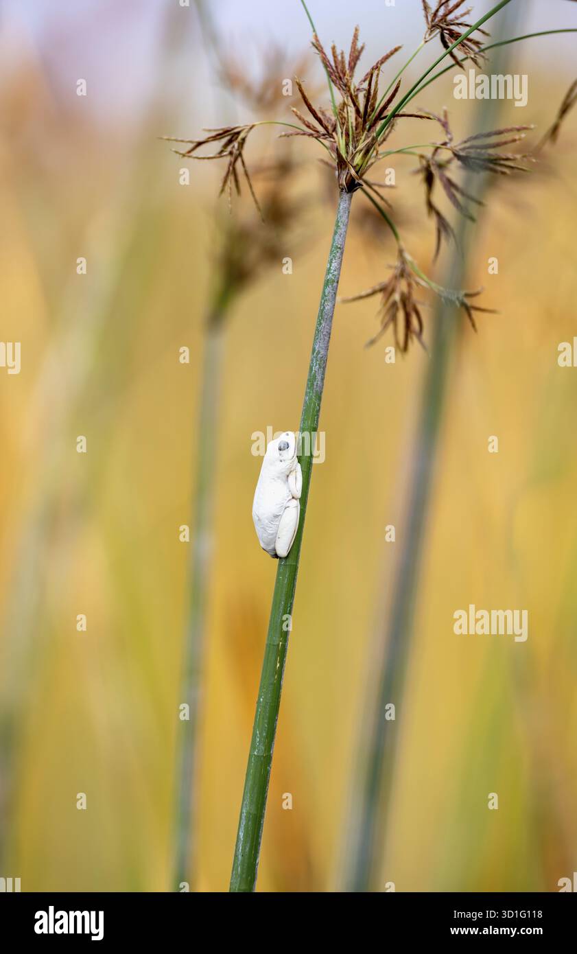 Grenouille roseau marbré (Hyperolius marmoratus), grenouille blanche assise sur un papyrus, lagune de Xakanaxa, delta de l'Okavango, réserve de Moremi, Botswana Banque D'Images