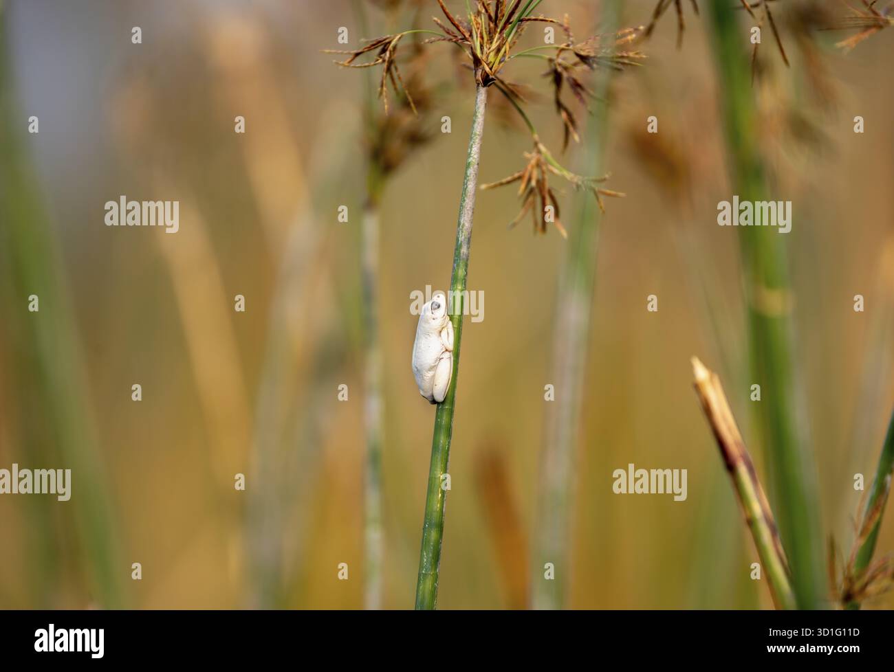 Grenouille roseau marbré (Hyperolius marmoratus), grenouille blanche assise sur un papyrus, lagune de Xakanaxa, delta de l'Okavango, réserve de Moremi, Botswana Banque D'Images