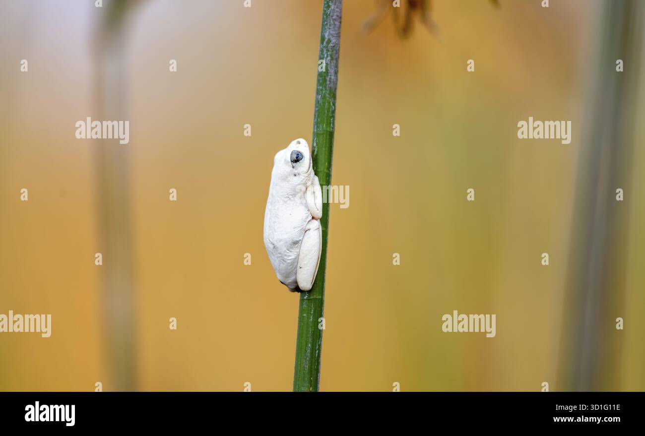 Grenouille roseau marbré (Hyperolius marmoratus), grenouille blanche assise sur un papyrus, lagune de Xakanaxa, delta de l'Okavango, réserve de Moremi, Botswana Banque D'Images