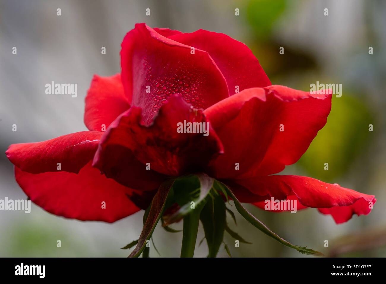 IM Herbstgarten. Die Blüte einer Bengalrose, auch Chinesische Rose genannt, mit Tautropfen. Die Bengalrose zeichnet sich vor allem dadurch aus, dass sie mehrmals pro Jahr blühen kann. DAS Foto von dieser Rosenblüte ist Mitte Oktober entstanden. Bonn Nordrhein-Westfalen Deutschland *** dans le jardin d'automne la floraison d'une rose du Bengale, également connue sous le nom de rose chinoise, avec des gouttes de rosée la rose du Bengale se caractérise surtout par le fait qu'elle peut fleurir plusieurs fois par an la photo de cette fleur de rose a été prise à la mi-octobre Bonn Rhénanie du Nord-Westphalie Allemagne Banque D'Images