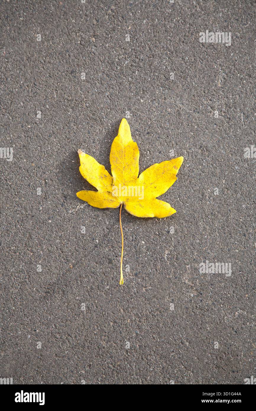 Fond de feuille de mable, feuille d'érable unique sur asphalte gris signification symbolique, thème humain et nature Banque D'Images