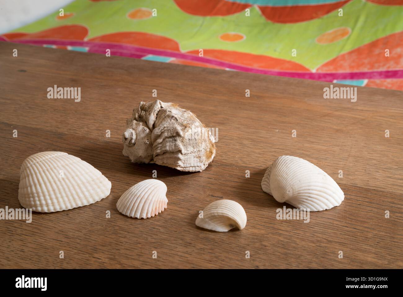 Une collection de coquillages naturels, de taille et de texture variables, est disposée sur une surface en bois chaude et rustique. L'assortiment comprend un grand conch-Li Banque D'Images