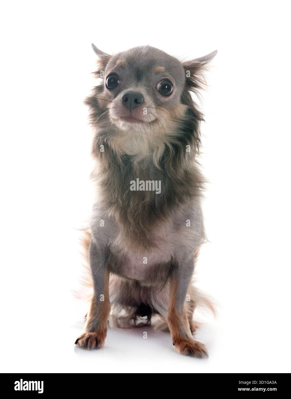 Peu chihuahua in front of white background Banque D'Images