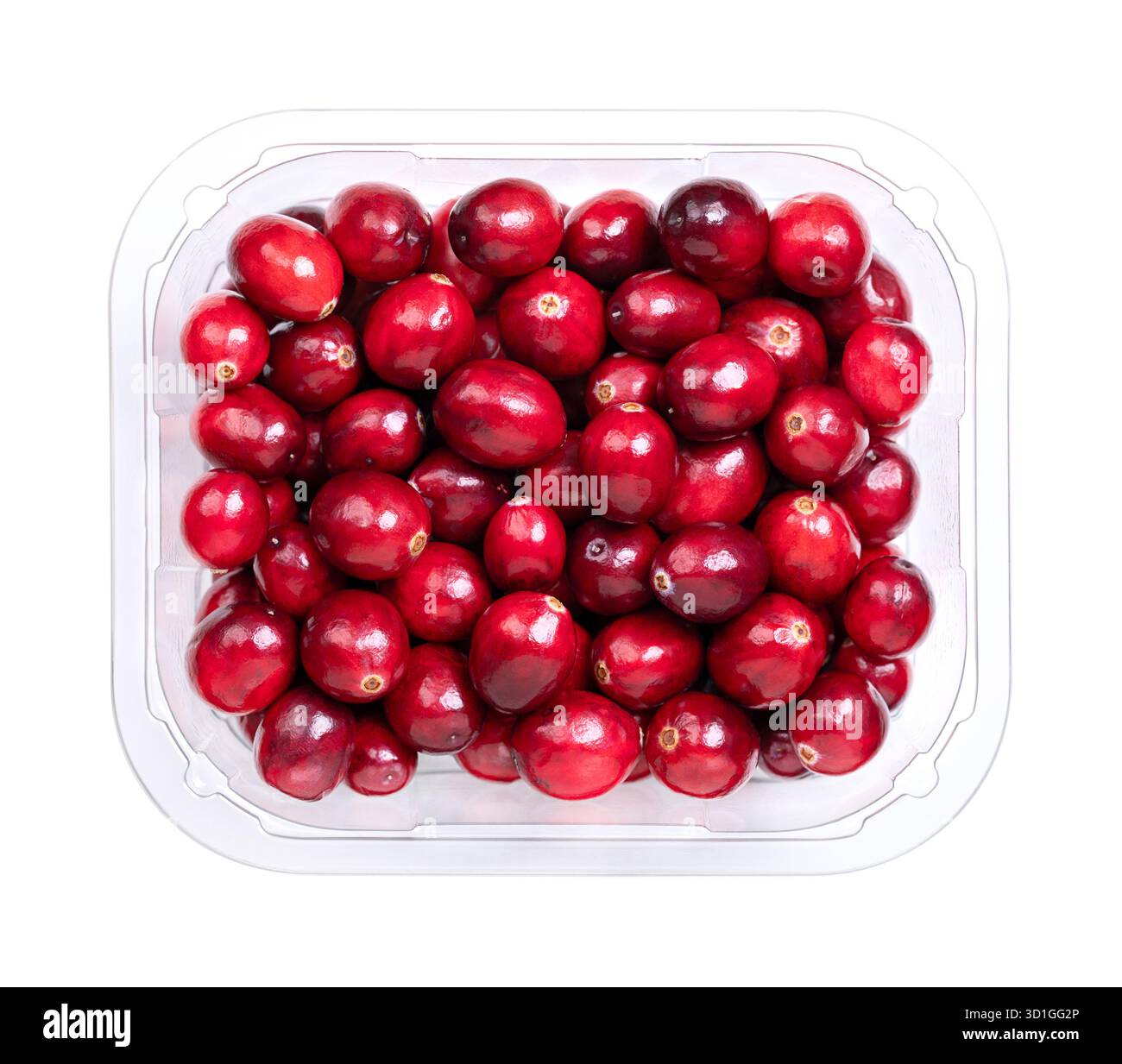 Canneberges fraîches, bearberries ou canneberges américaines, dans un récipient en plastique transparent, par le haut. Mûres, rouge vif, grosses canneberges. Banque D'Images