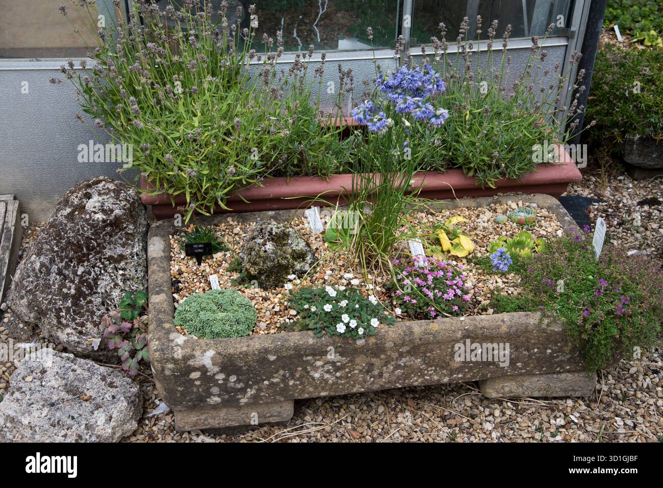 Grande auge en pierre recouverte de mousse plantée de plantes alpines Banque D'Images