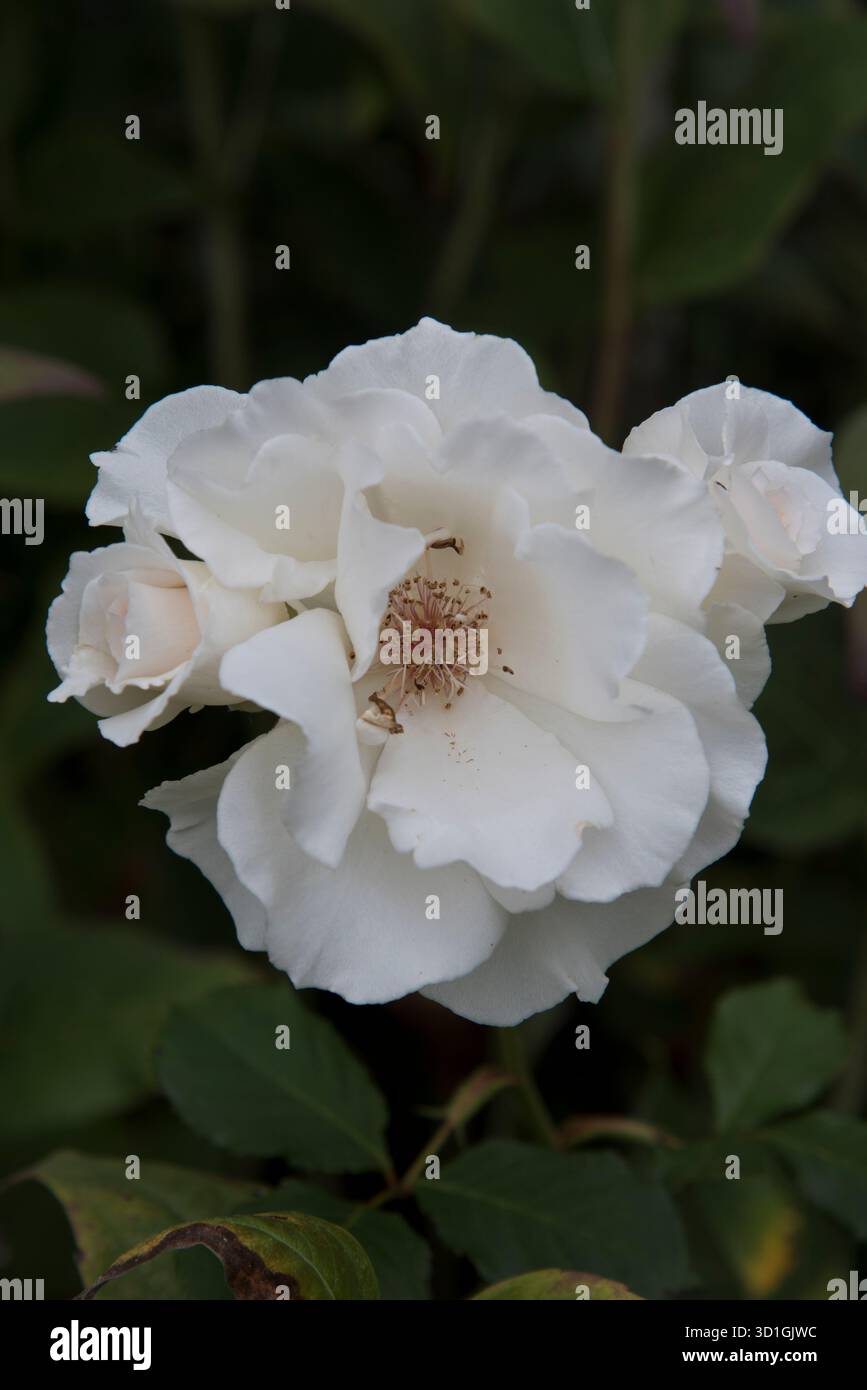 Fleur de rose, Rosa Margaret Merril. Banque D'Images