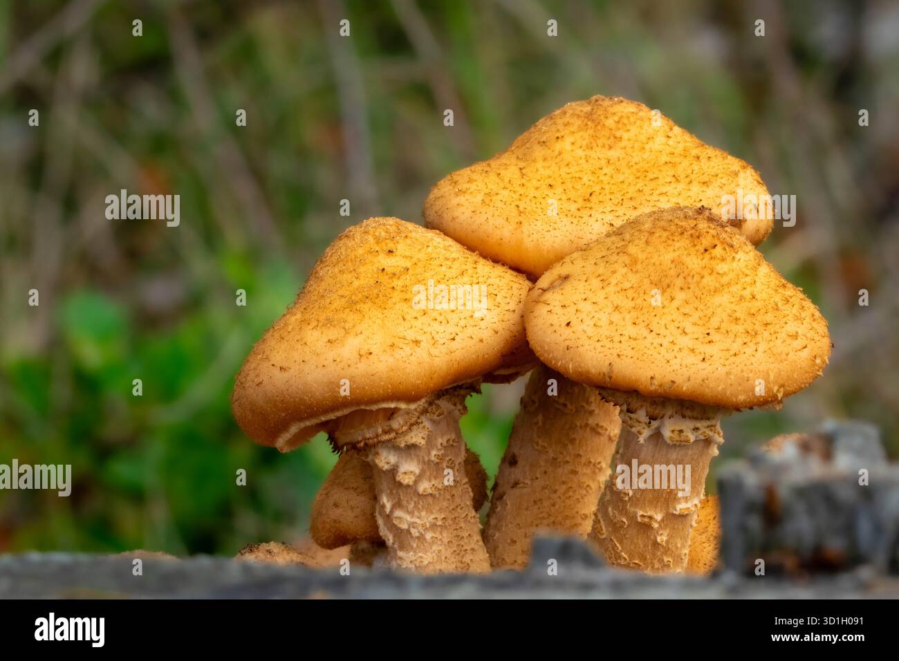 Grappe de champignon du miel, Armillaria ostoyae, avec un beau chapeau brun et des écailles foncées. La photo est prise dans le Kaapse Bossen à Utrechtse Heuvelrug Banque D'Images