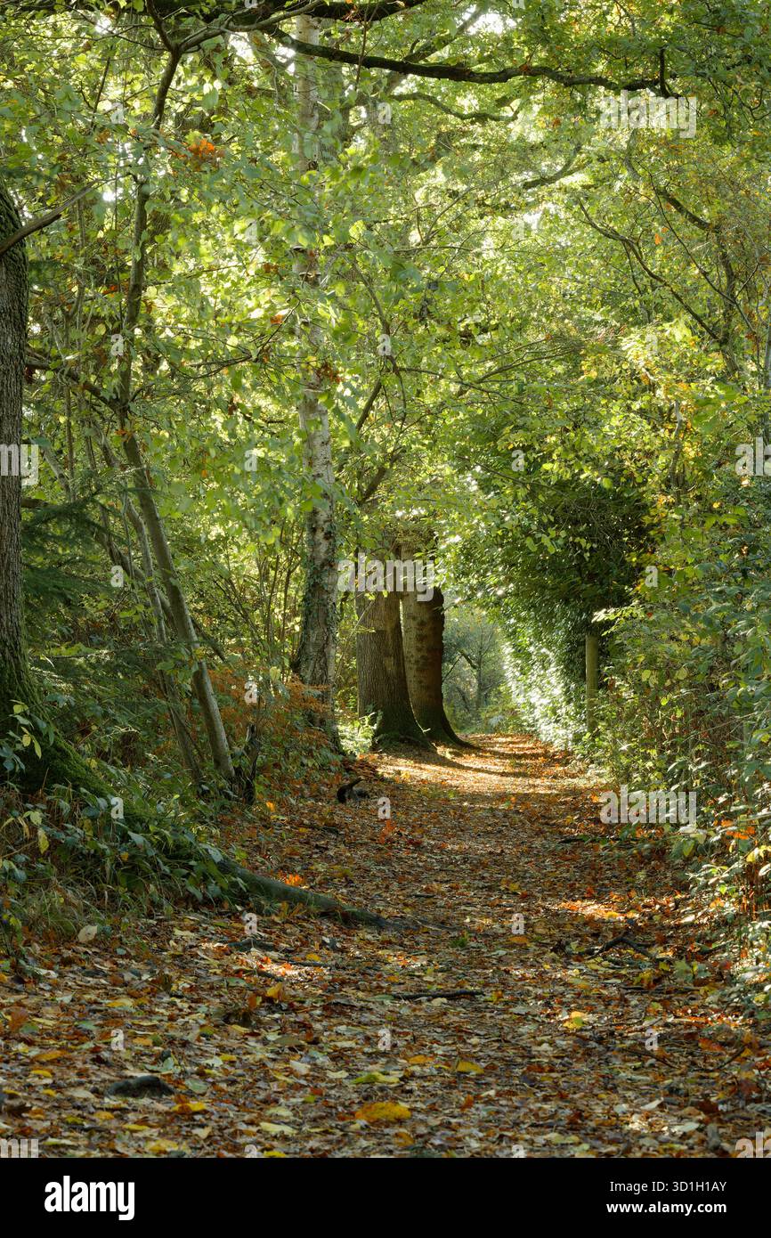 Un sentier à travers les bois par un jour d'automne lumineux. Banque D'Images