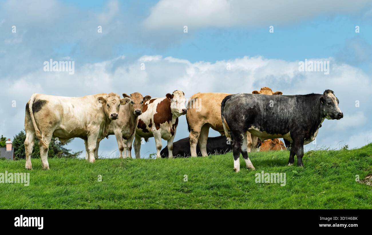 Un groupe de taureaux de différentes couleurs se tient sur une colline verte vibrante à West Cork. Ils semblent pâlir et regarder vers le spectateur, un Banque D'Images