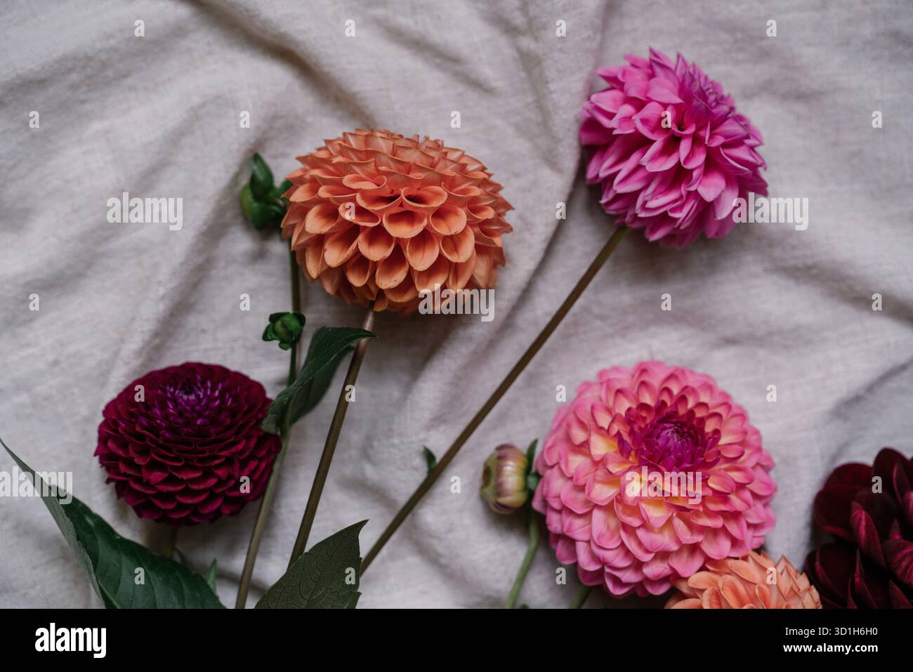 Bouquet de dahlias Bordeaux, rose et orange couché sur tissu de lin sur un parquet, vue de dessus. Esthétique automnale, pose à plat, espace de copie Banque D'Images