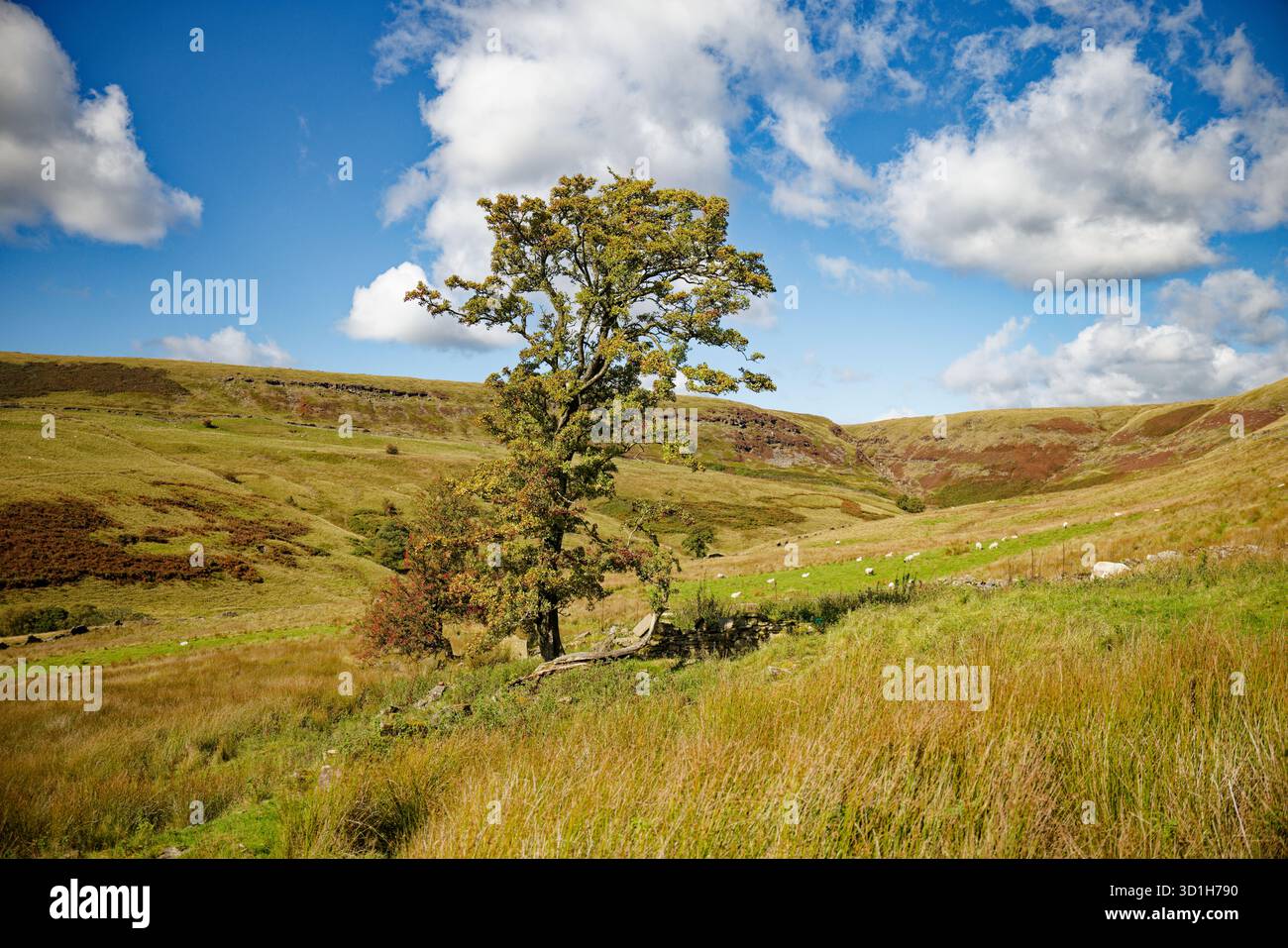 Un grand aubépine dans les pâturages des hautes terres avec des collines Pennine et des landes en arrière-plan, Holcombe Head, Bury, Greater Manchester. Banque D'Images