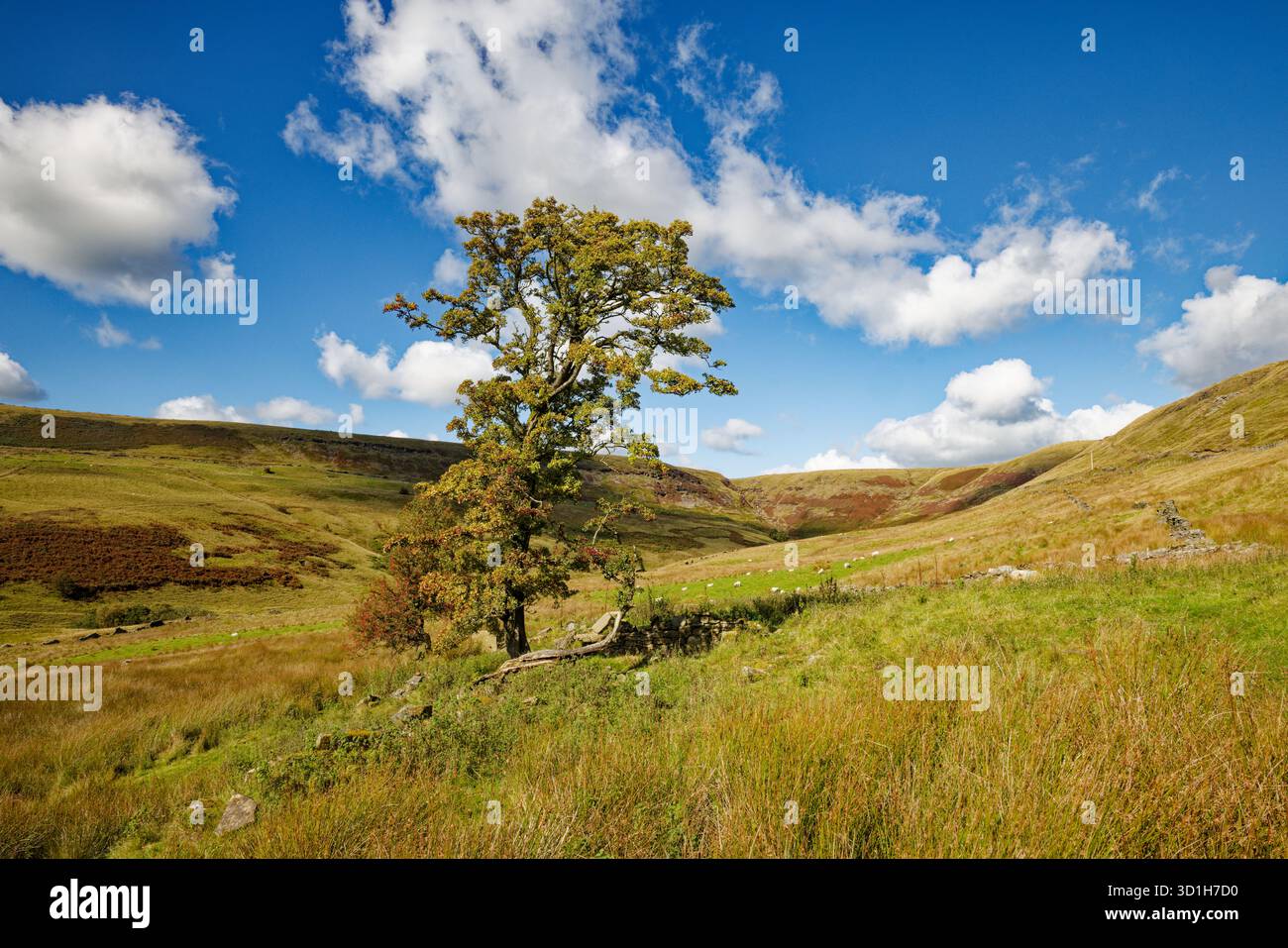 Un grand aubépine dans les pâturages des hautes terres avec des collines Pennine et des landes en arrière-plan, Holcombe Head, Bury, Greater Manchester. Banque D'Images