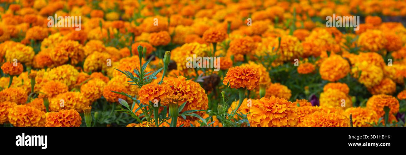 Une vue panoramique d'un champ avec des Marigolds orange. Mexicain le jour des fleurs mortes. Fleurs traditionnelles de Marigold Cempasuchil utilisées pour les traditionnelles Banque D'Images