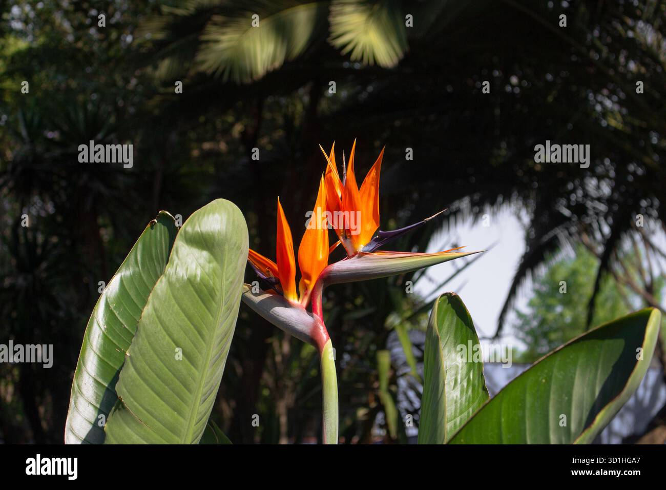 Vibrant oiseau de paradis fleur en pleine floraison avec des feuilles vertes tropicales et la lumière douce du soleil dans un cadre de jardin luxuriant, symbole de la beauté de la nature exotique Banque D'Images