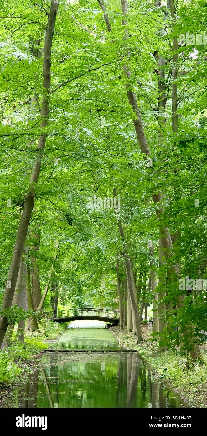 La scène de forêt verdoyante comprend une voie navigable tranquille et un charmant pont en bois entouré d'arbres. Banque D'Images