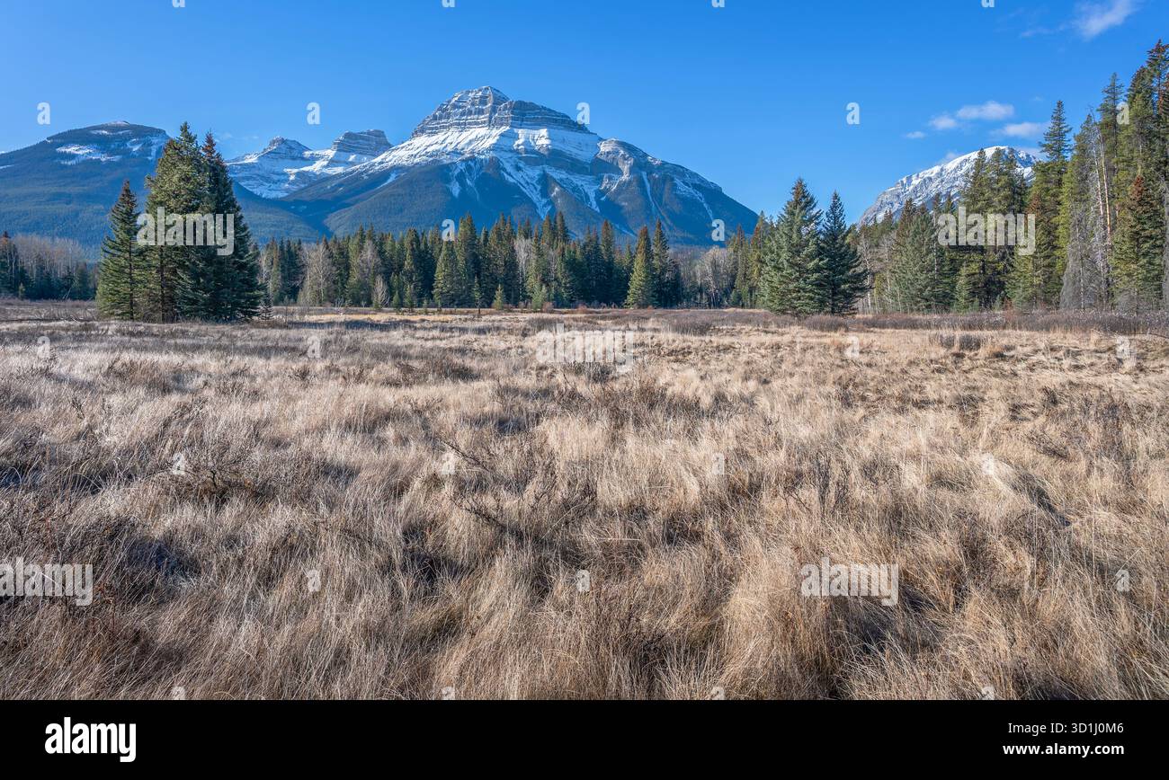 Vue d'automne d'une prairie alpine dans le parc national Banff, Alberta, Canada Banque D'Images