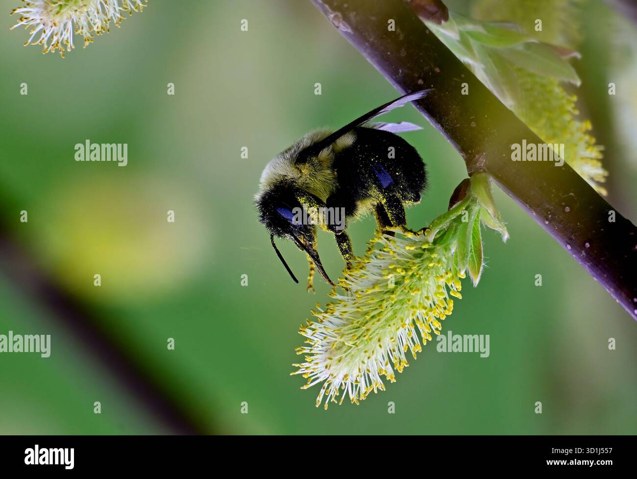 Une abeille commune de l'est, 'Bombus impatiens', cherchant du nectar au printemps à l'Île-du-Prince-Édouard, dans l'est du Canada. Banque D'Images