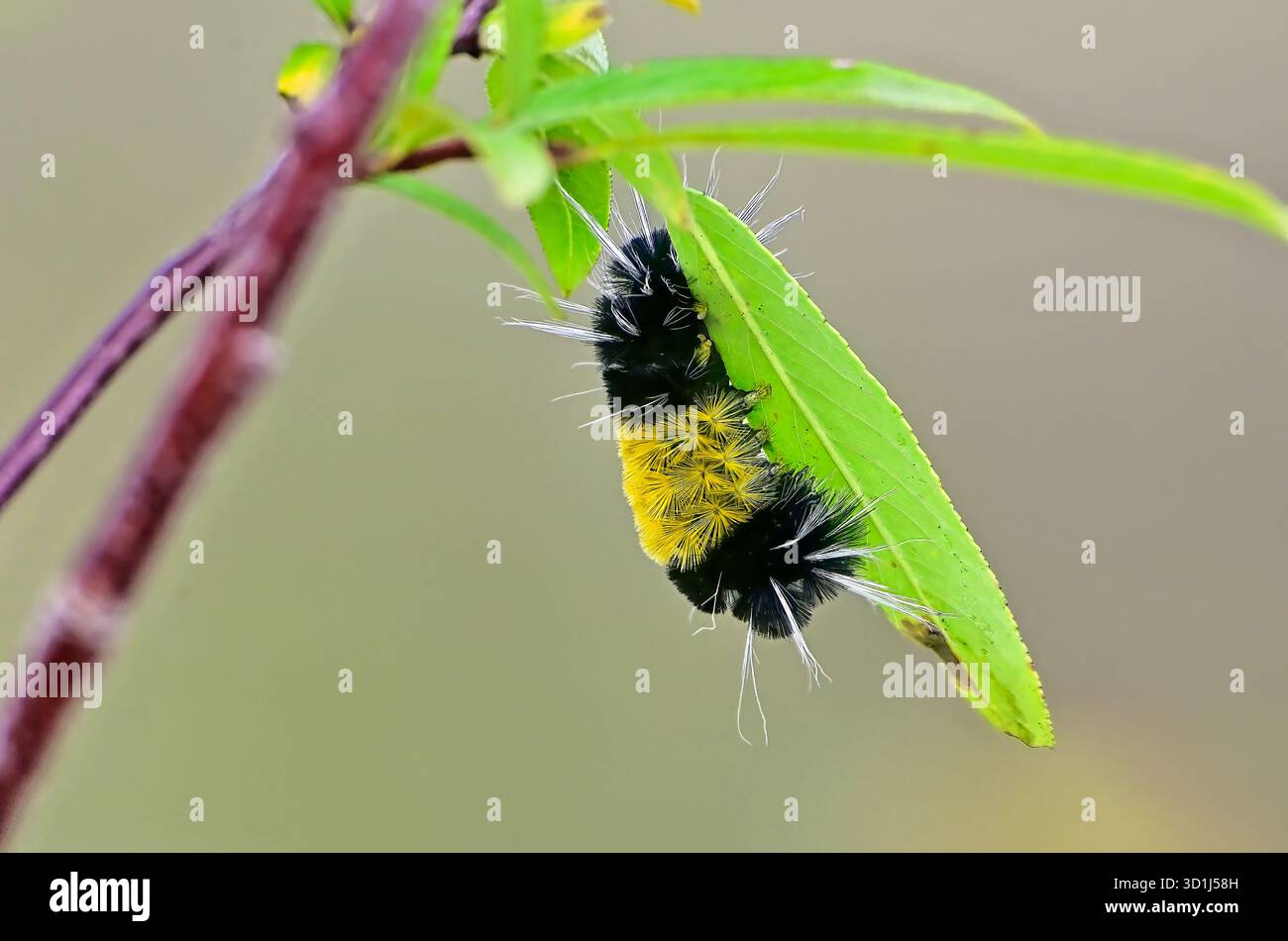 Une image d'une chenille laineuse à bandes, 'Pyrrharctia isabella', se nourrissant d'une feuille verte dans un habitat faunique dans l'Alberta rurale du Canada. Banque D'Images