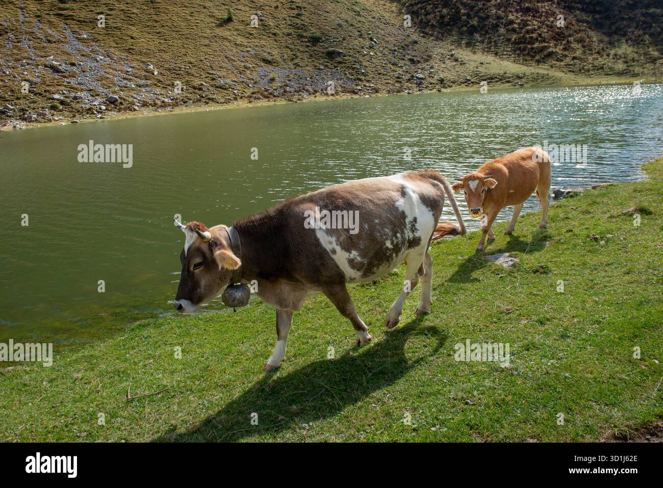 Vache paissant sur le bord du lac dans le pâturage de montagne Banque D'Images