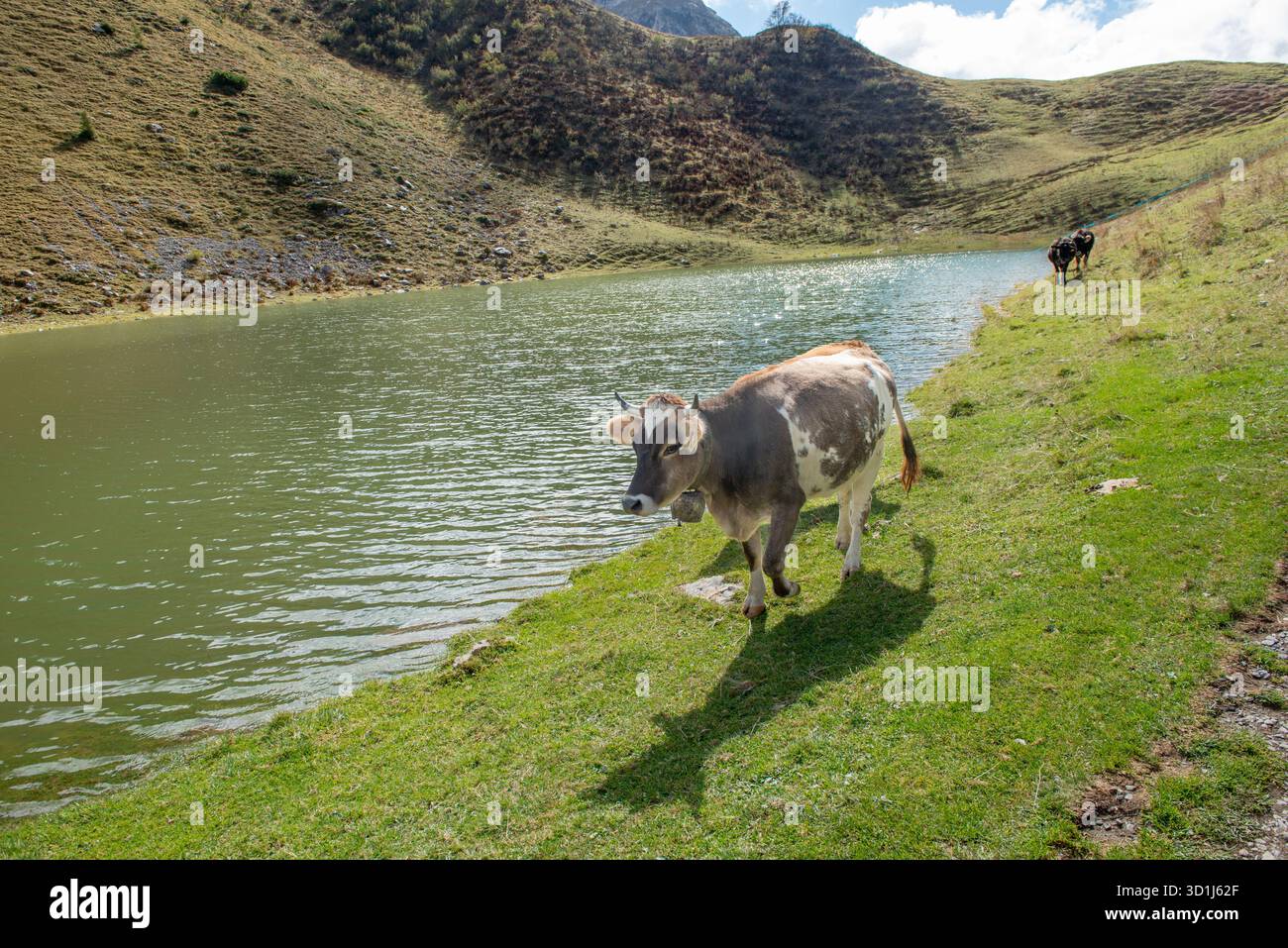 Vache paissant sur le bord du lac dans le pâturage de montagne Banque D'Images