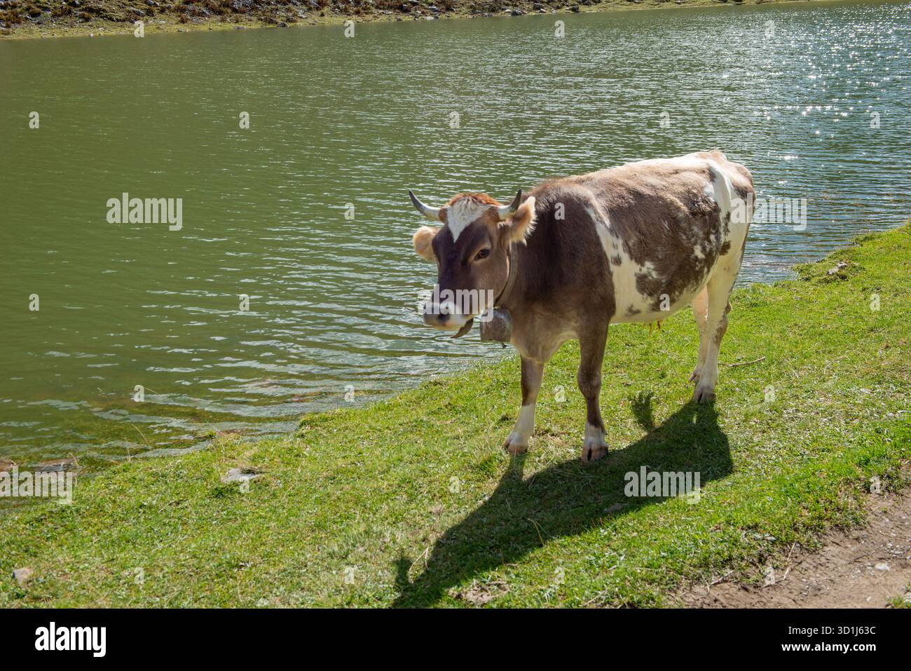 Vache paissant sur le bord du lac dans le pâturage de montagne Banque D'Images