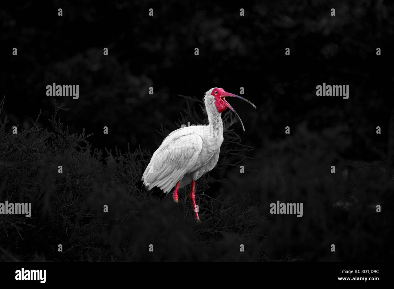 American White Ibis avec Beak Open Banque D'Images