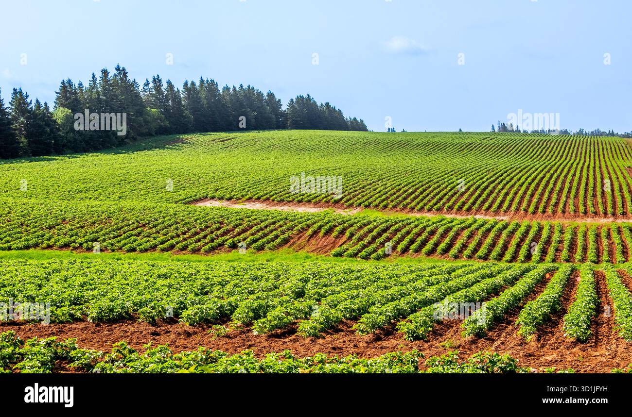 Rangées de plants de pommes de terre dans un champ agricole de pommes de terre sur la colline à l'Île-du-Prince-Édouard Canada Banque D'Images