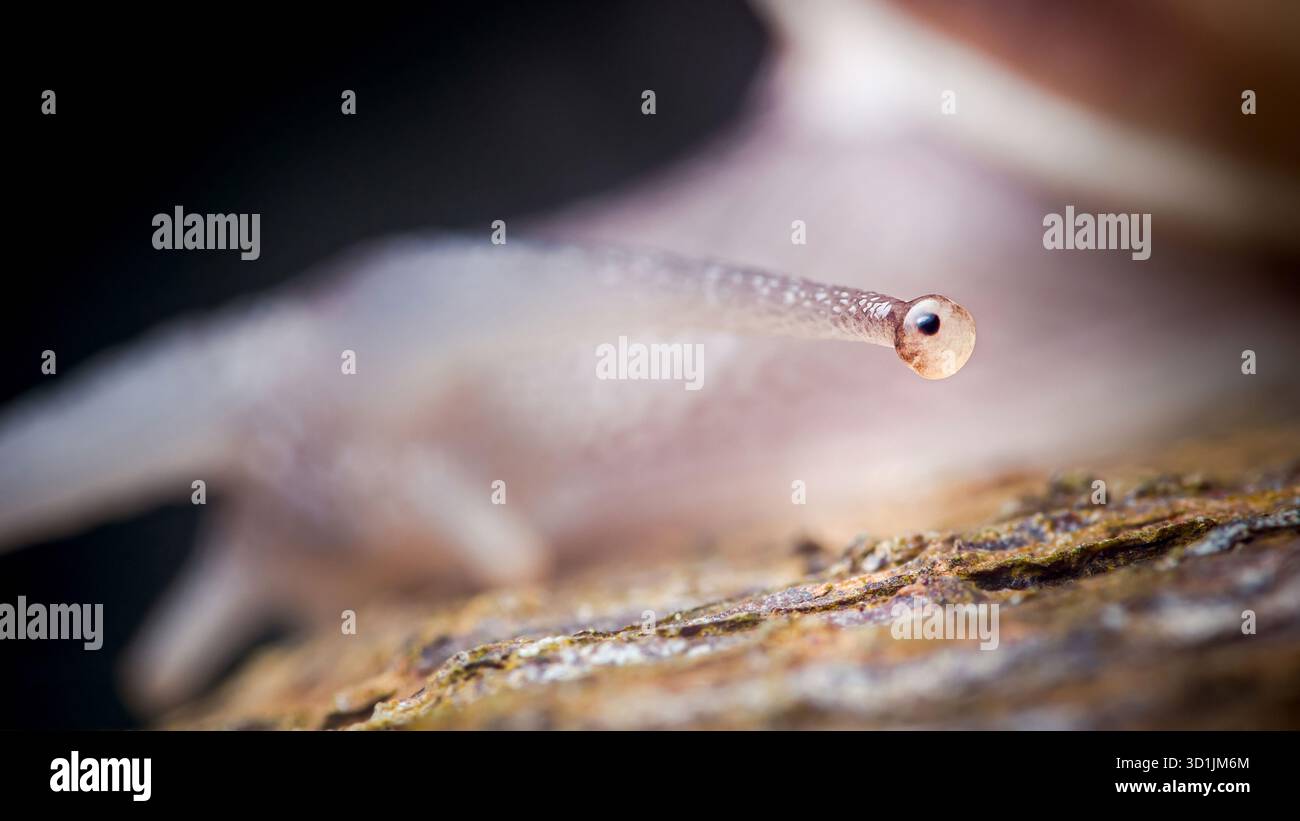 Escargot optique d'escargot, observant les environs avec un seul œil, montrant les détails fins de la pointe sensible à la lumière et de la peau texturée en ext Banque D'Images