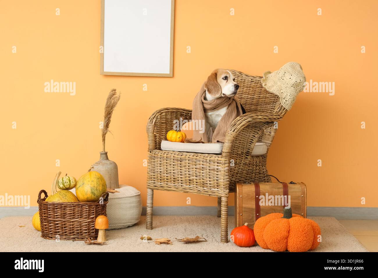 Chien Beagle mignon assis sur un fauteuil avec des citrouilles pour Thanksgiving Day près du mur orange Banque D'Images