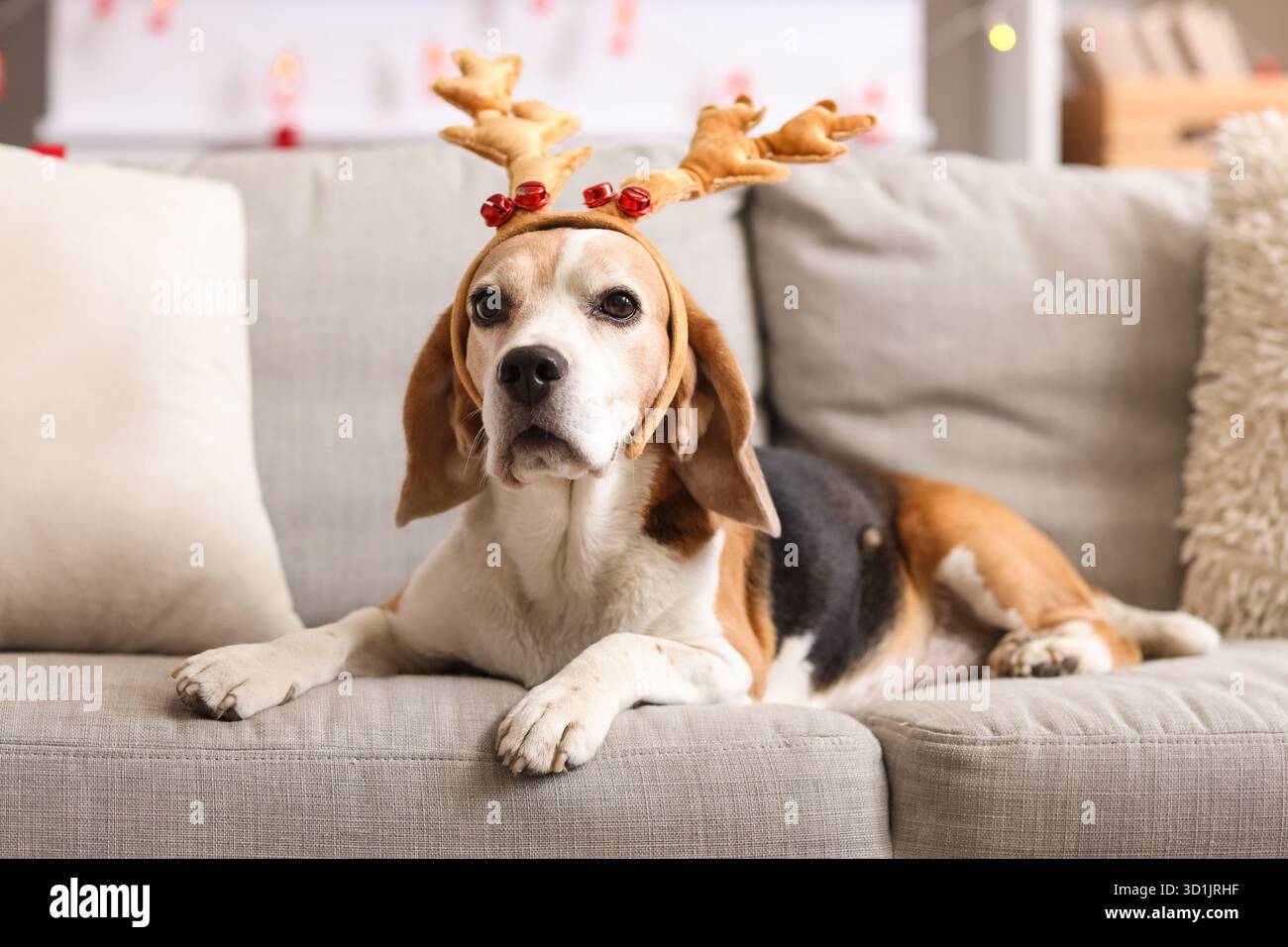 Chien beagle mignon dans les cornes de cerf de Noël couché sur le canapé à la maison Banque D'Images