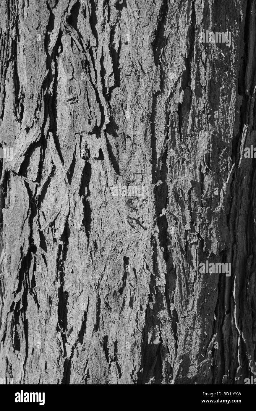 Texture en gros plan de l'écorce d'arbre rugueuse à la lumière naturelle Banque D'Images